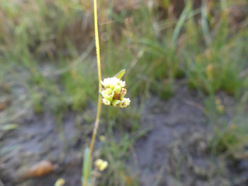Arrowleaf Tearthumb photo 6