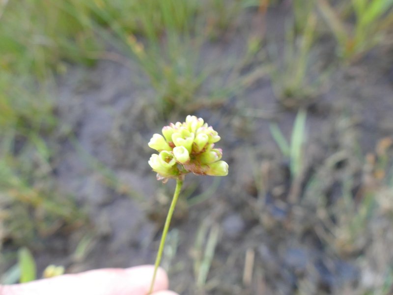 Arrowleaf Tearthumb photo 7