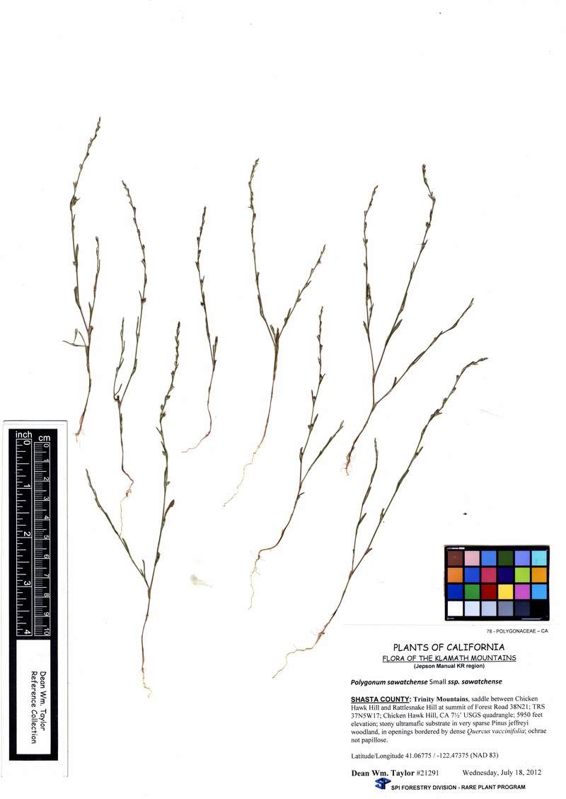 Polygonum sawatchense