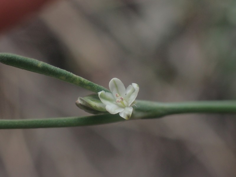 Polygonum sawatchense photo 2