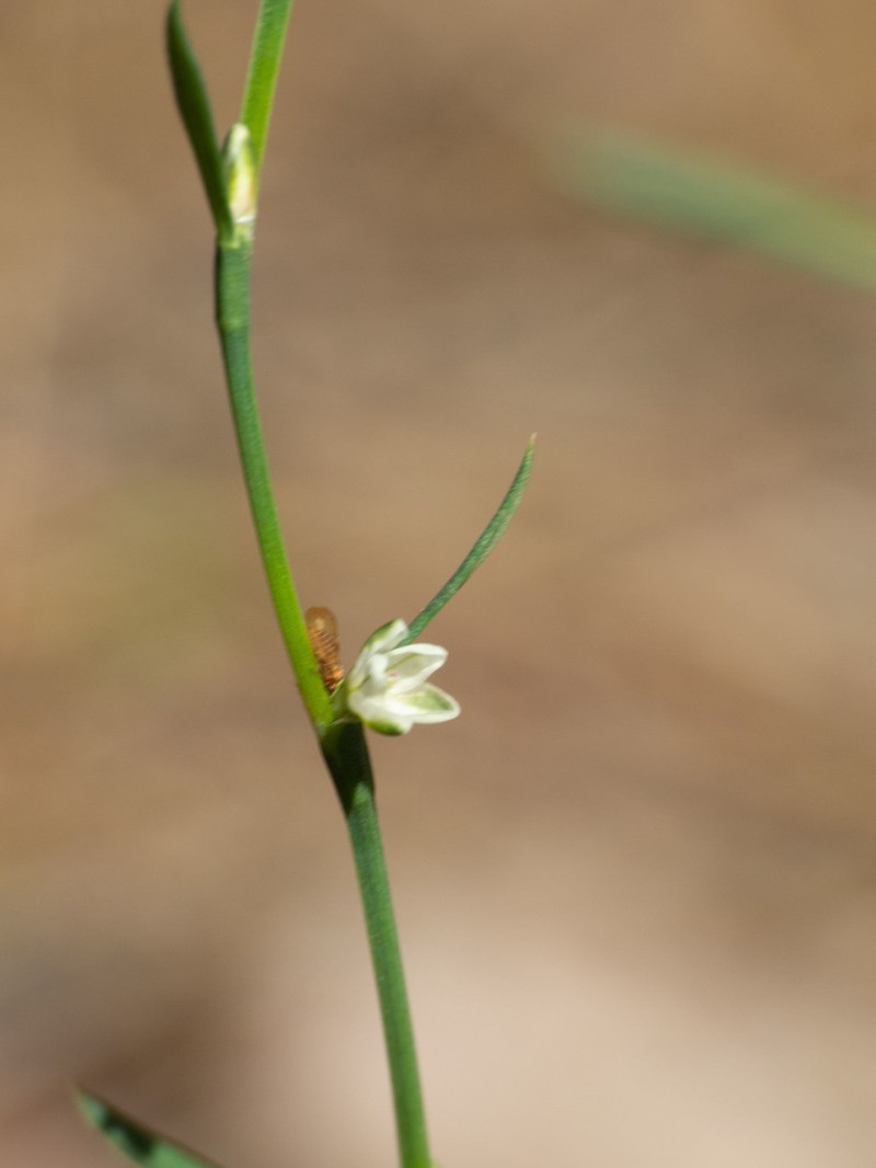 Polygonum sawatchense photo 4