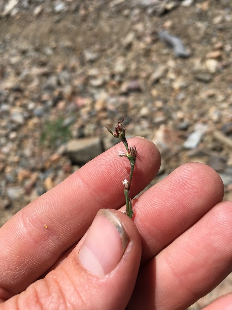 Polygonum sawatchense photo 5
