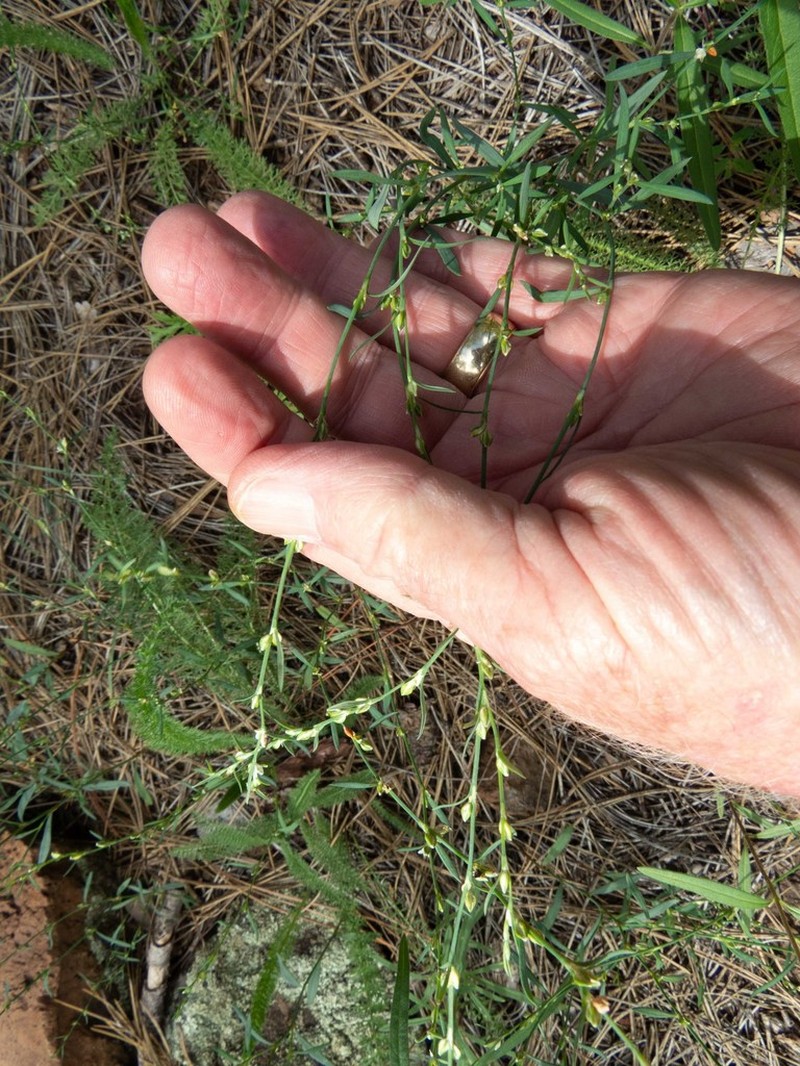 Polygonum sawatchense photo 6