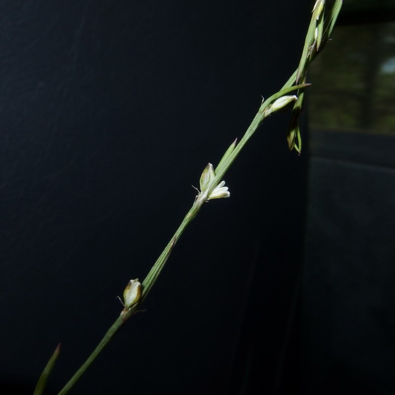 Polygonum sawatchense photo 7