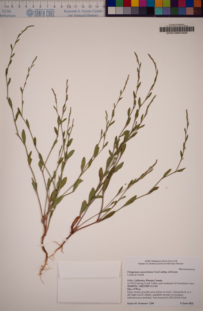 Polygonum sawatchense subsp. oblivium