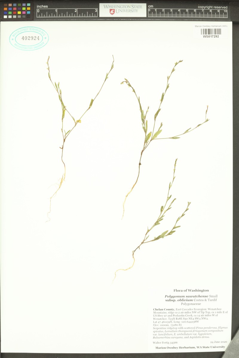 Polygonum sawatchense subsp. oblivium photo 2