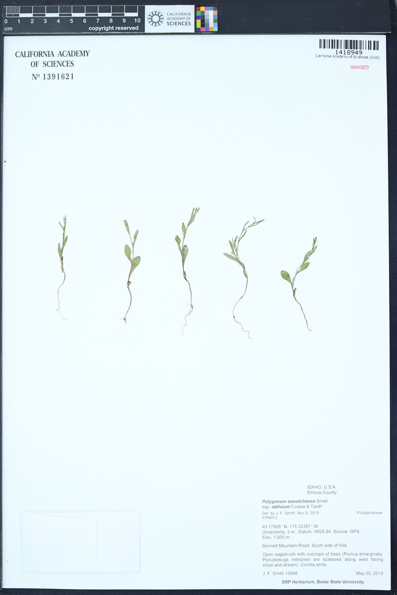 Polygonum sawatchense subsp. oblivium photo 3