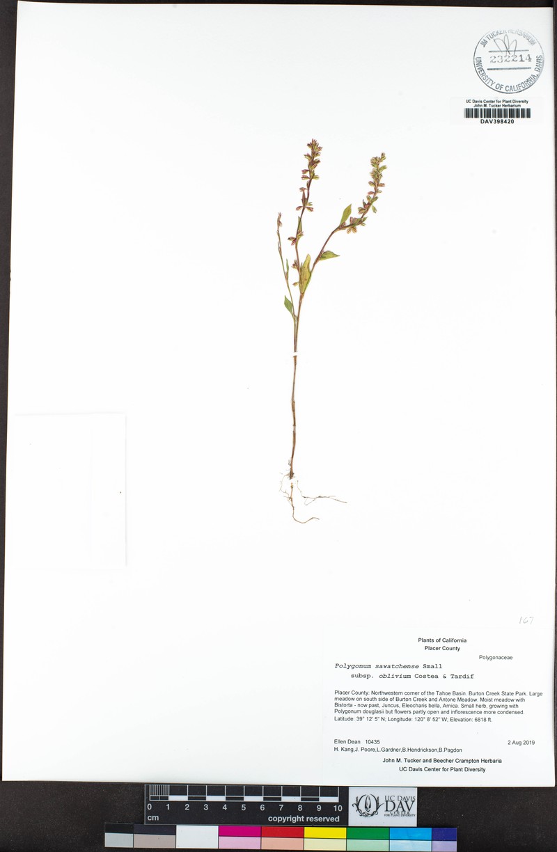 Polygonum sawatchense subsp. oblivium photo 4