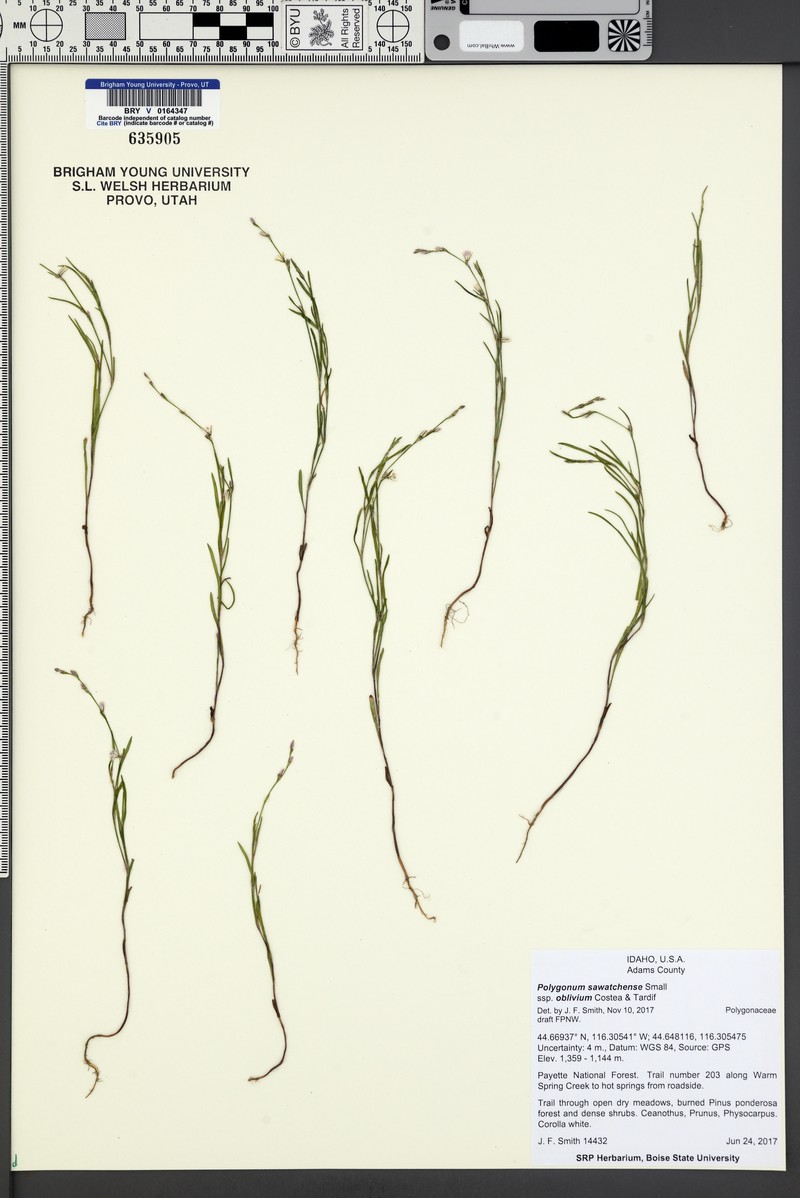 Polygonum sawatchense subsp. oblivium photo 5