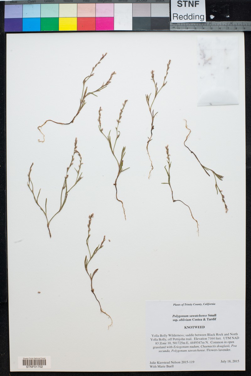 Polygonum sawatchense subsp. oblivium photo 6