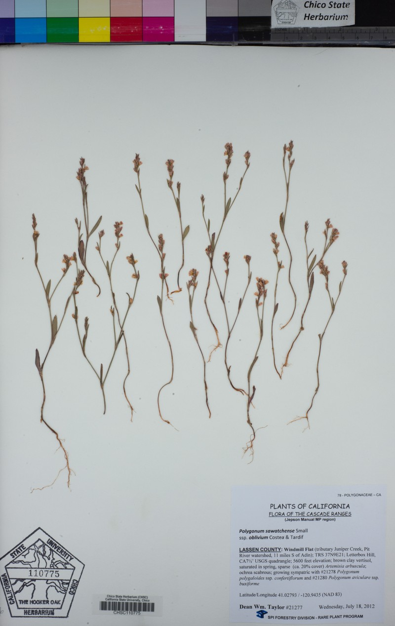 Polygonum sawatchense subsp. oblivium photo 7