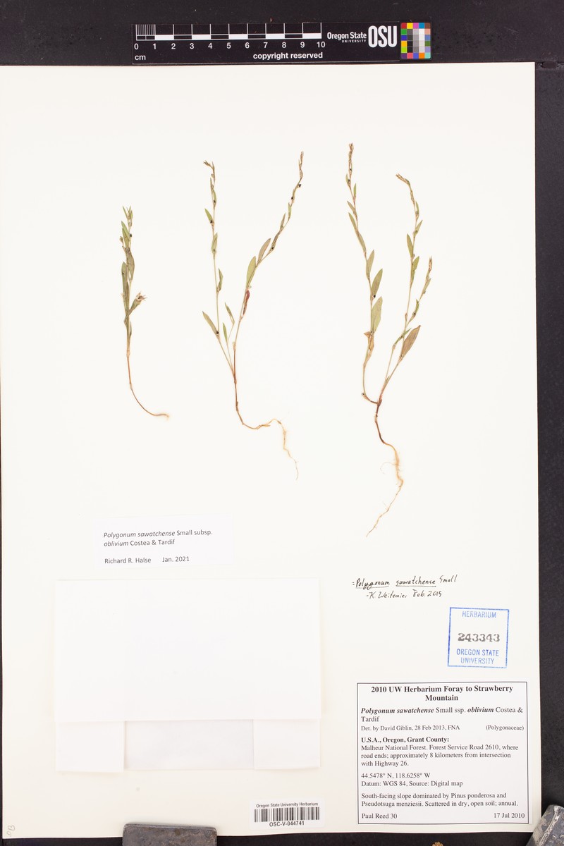 Polygonum sawatchense subsp. oblivium photo 8