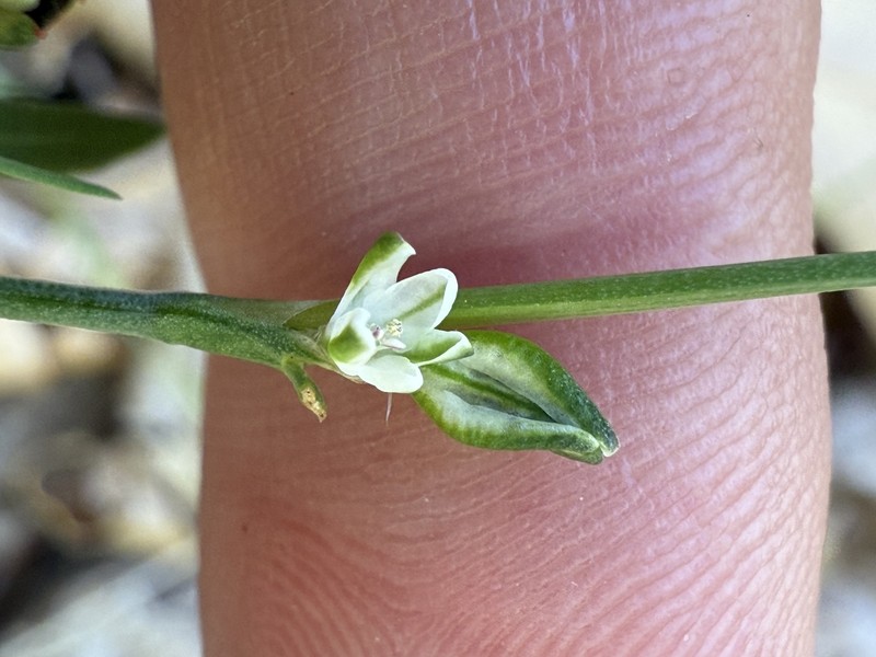 Polygonum sawatchense subsp. sawatchense
