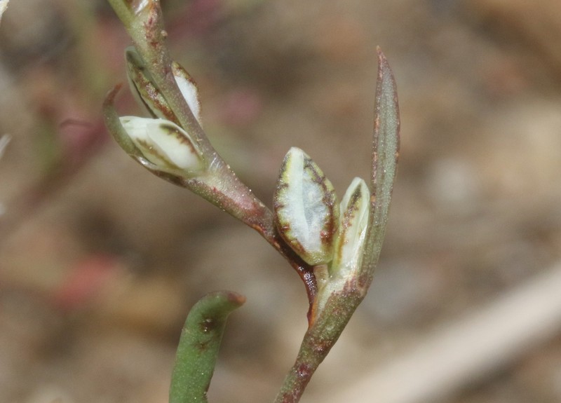 Polygonum sawatchense subsp. sawatchense photo 4