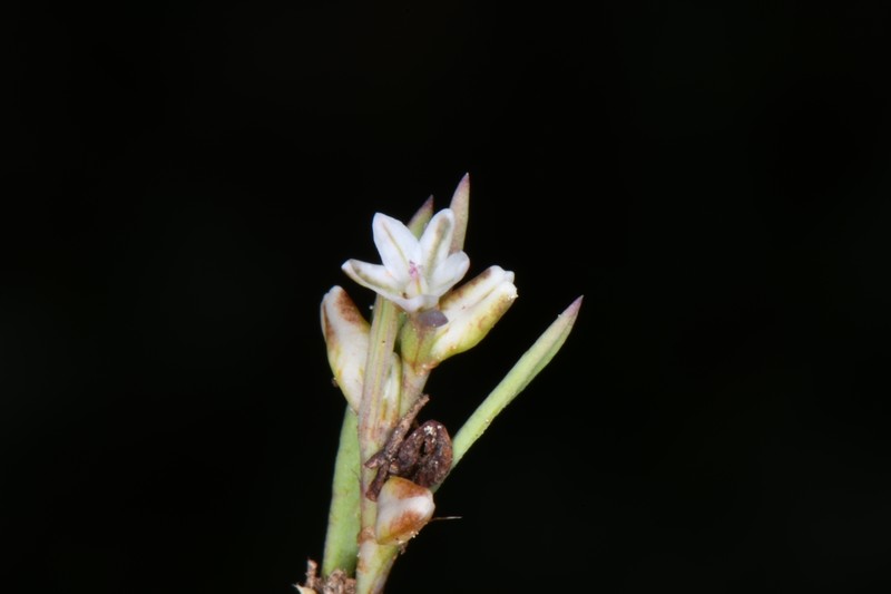 Polygonum sawatchense subsp. sawatchense photo 5