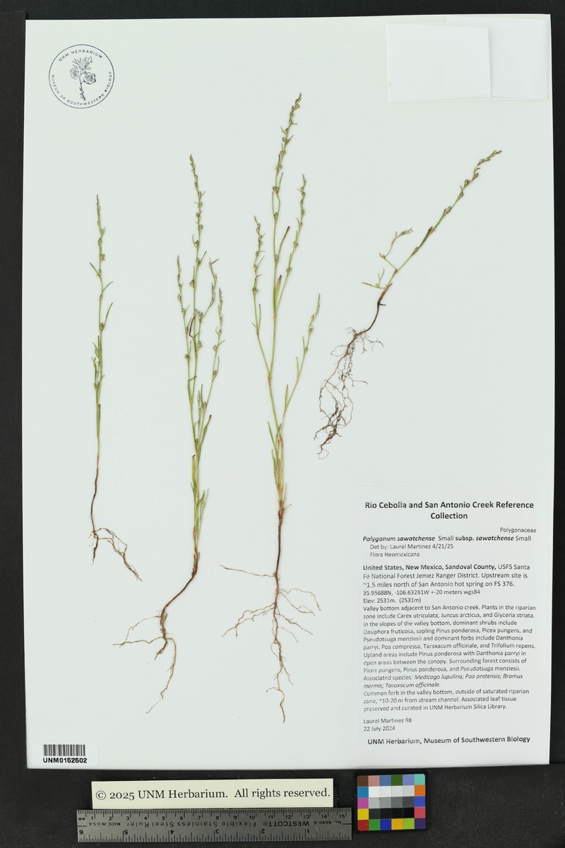 Polygonum sawatchense subsp. sawatchense photo 7