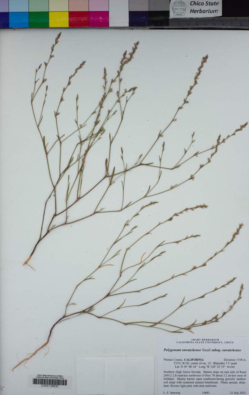 Polygonum sawatchense subsp. sawatchense photo 8