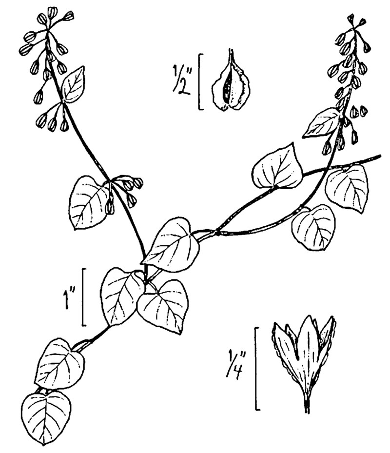 Climbing False Buckwheat photo 3