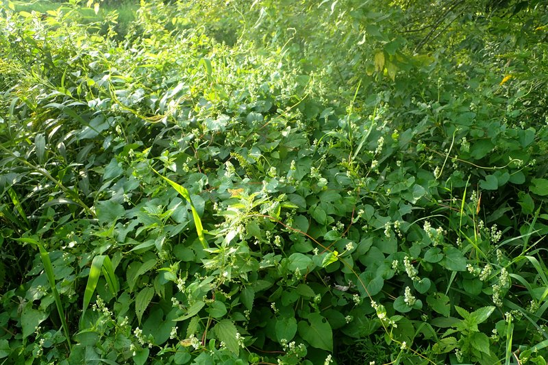 Climbing False Buckwheat photo 5