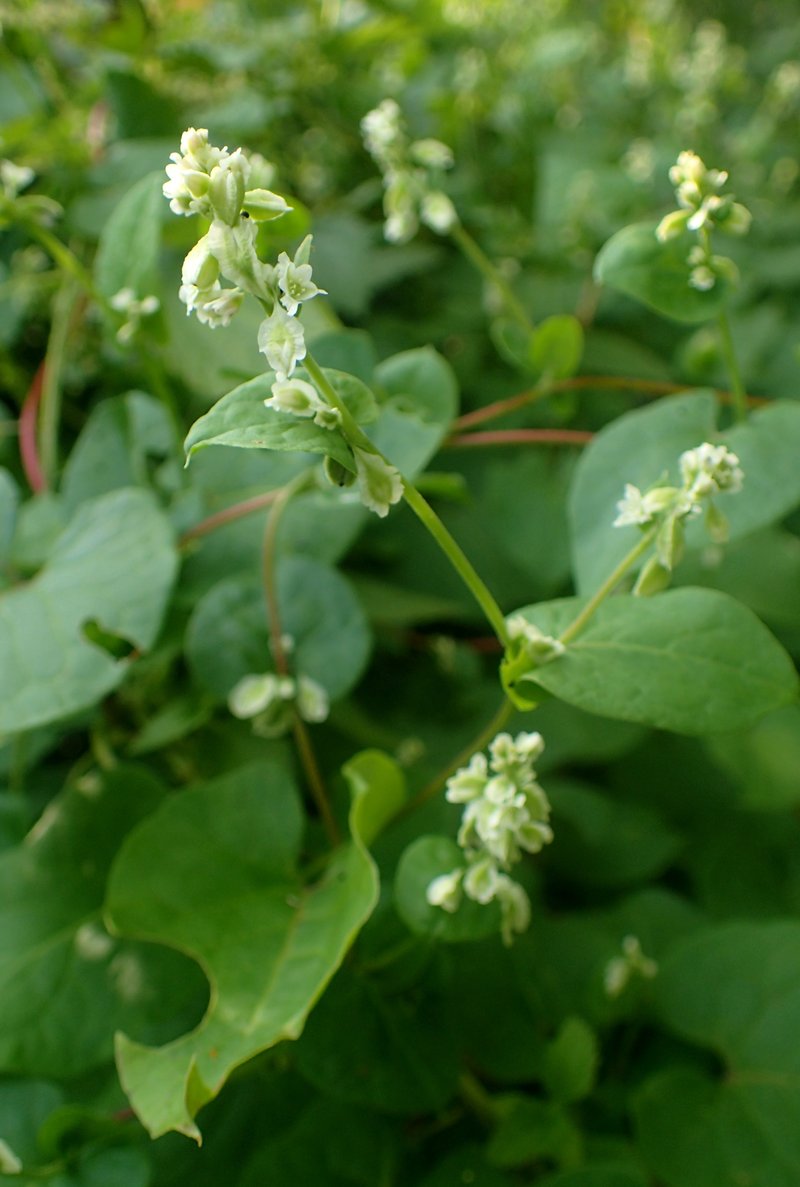 Climbing False Buckwheat photo 6