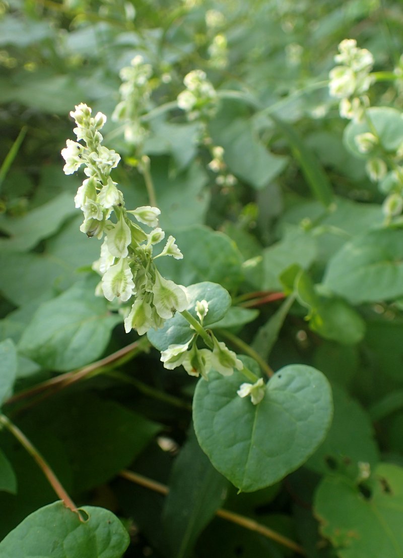 Climbing False Buckwheat photo 7