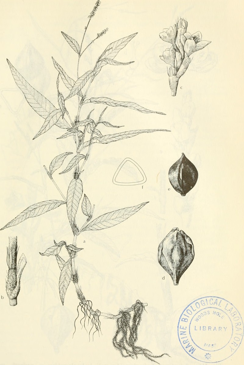Bog Smartweed photo 2