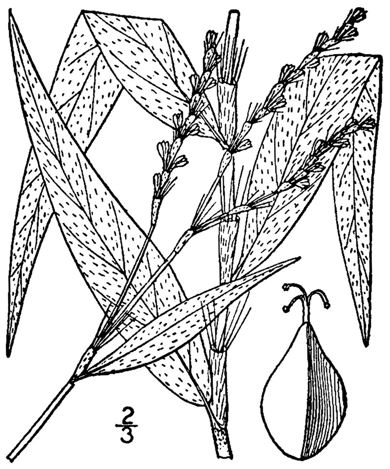 Bog Smartweed photo 3