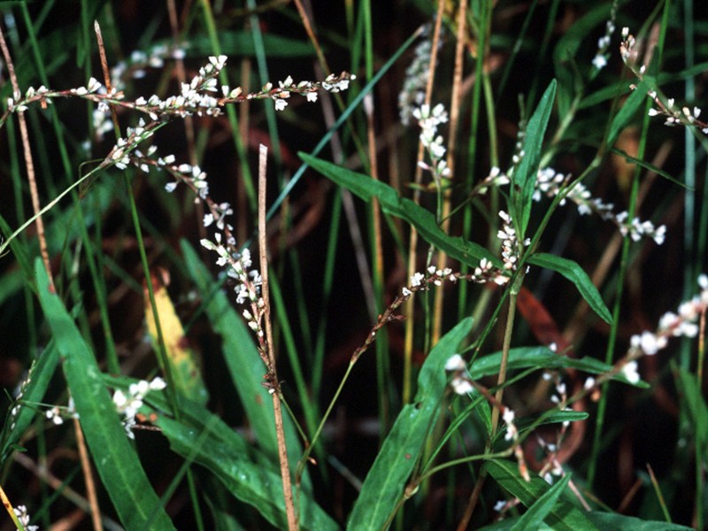 Bog Smartweed