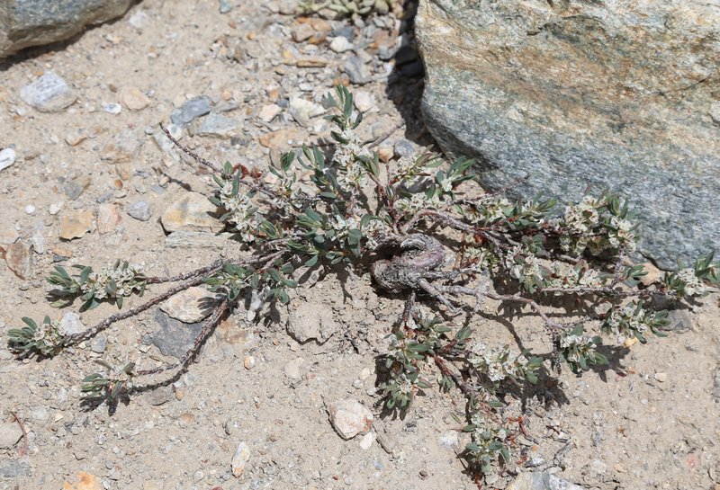 Shasta Knotweed photo 6
