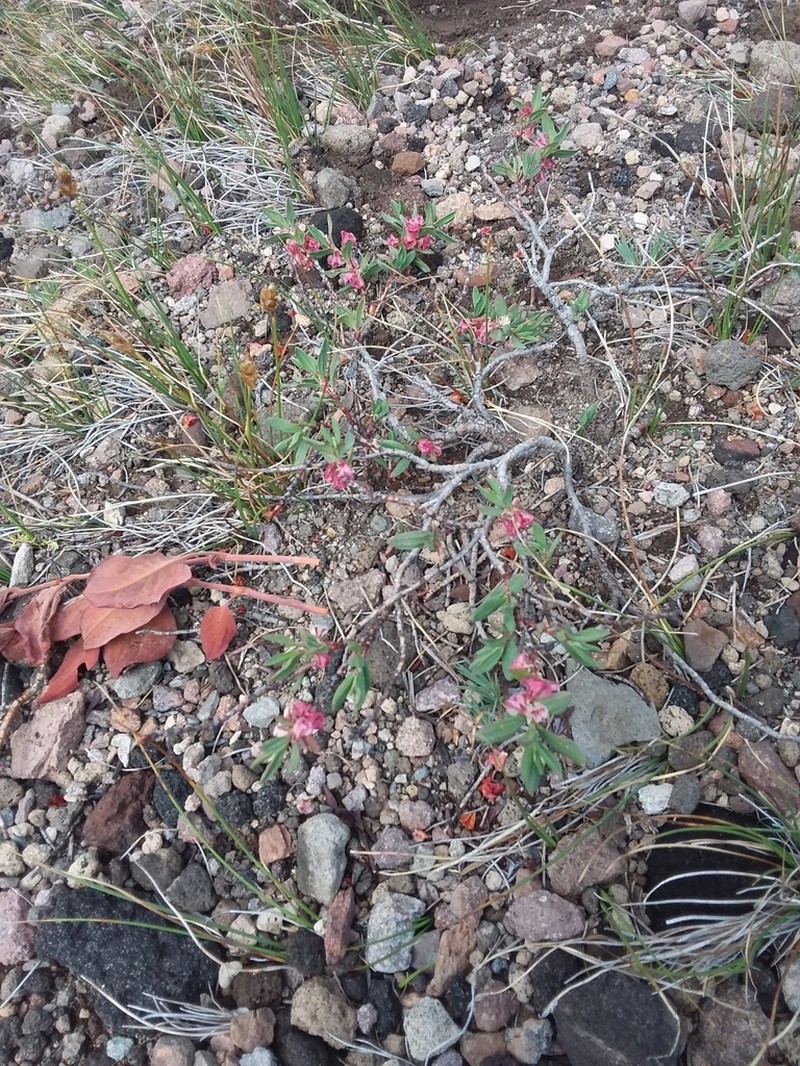 Shasta Knotweed photo 5