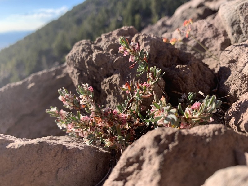 Shasta Knotweed photo 6