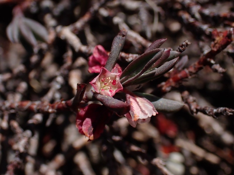 Shasta Knotweed photo 7