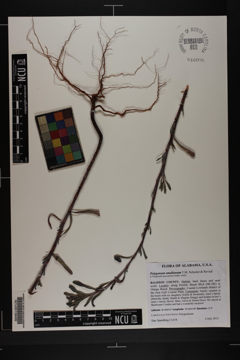 Largeleaf Jointweed