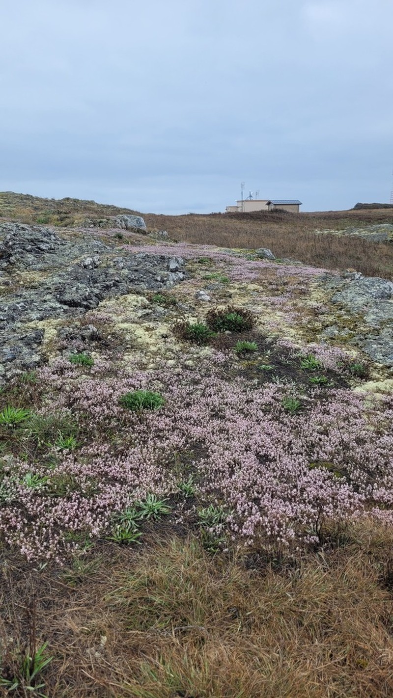 Polygonum spergulariiforme