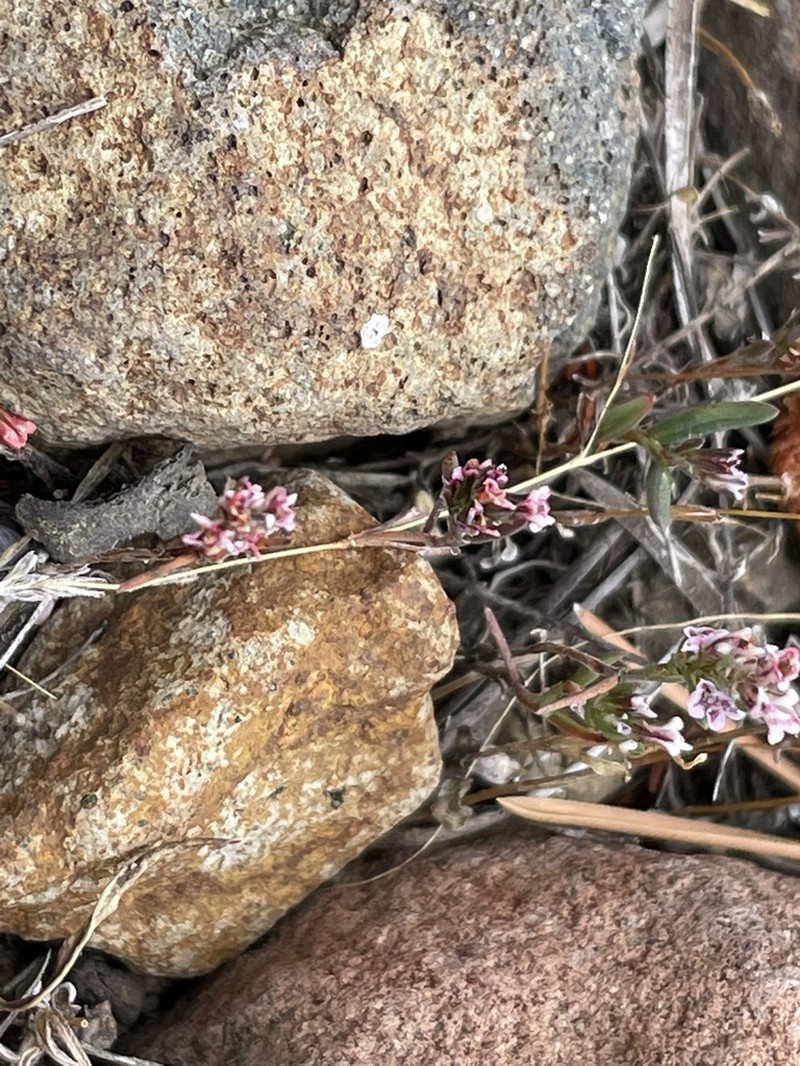 Polygonum spergulariiforme photo 2
