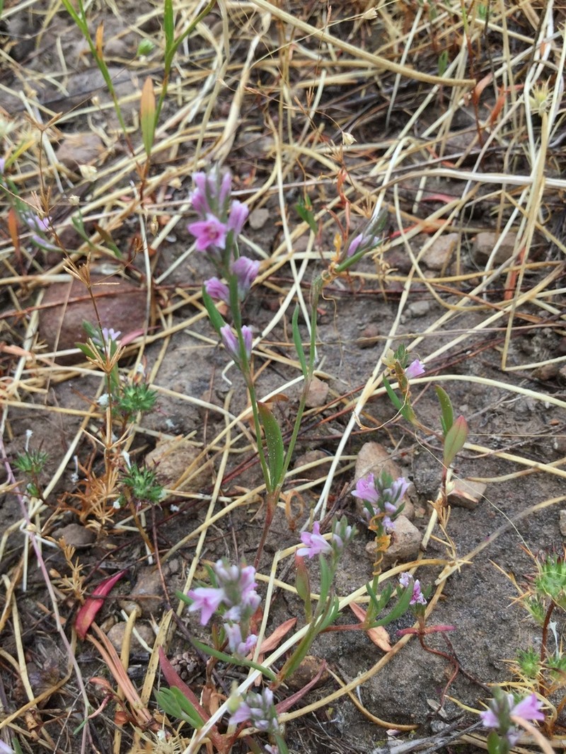 Polygonum spergulariiforme photo 3