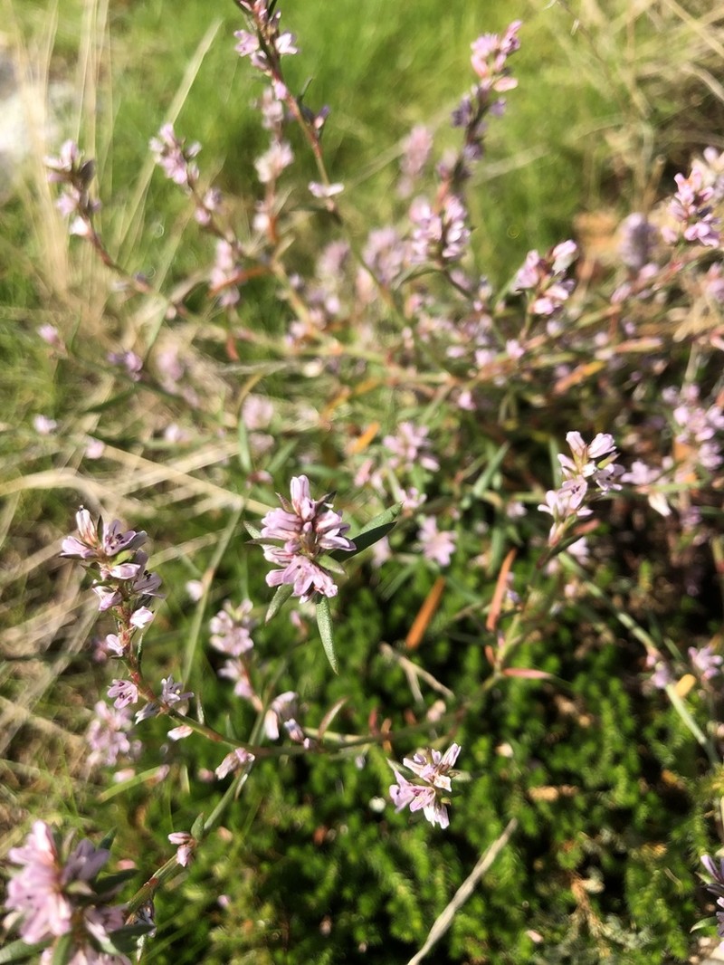 Polygonum spergulariiforme photo 4