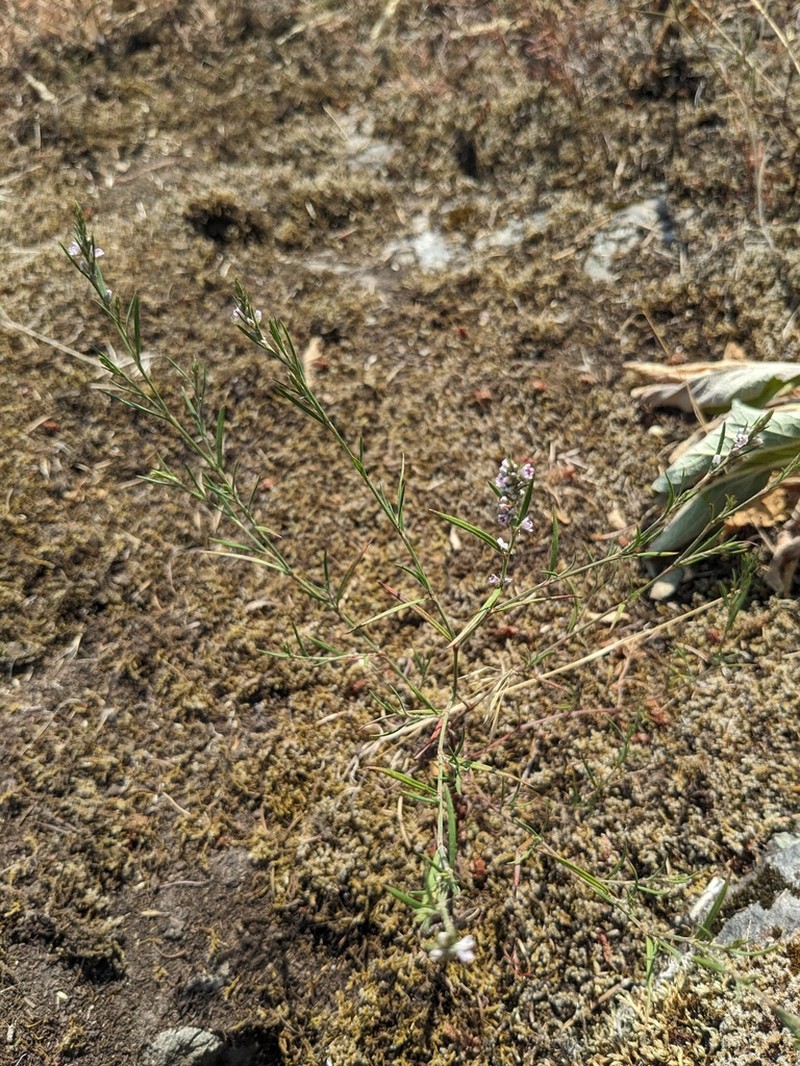 Polygonum spergulariiforme photo 5
