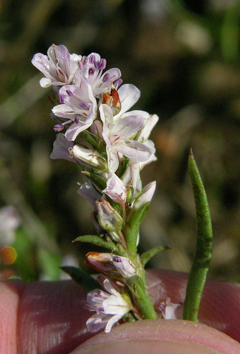 Polygonum spergulariiforme photo 6
