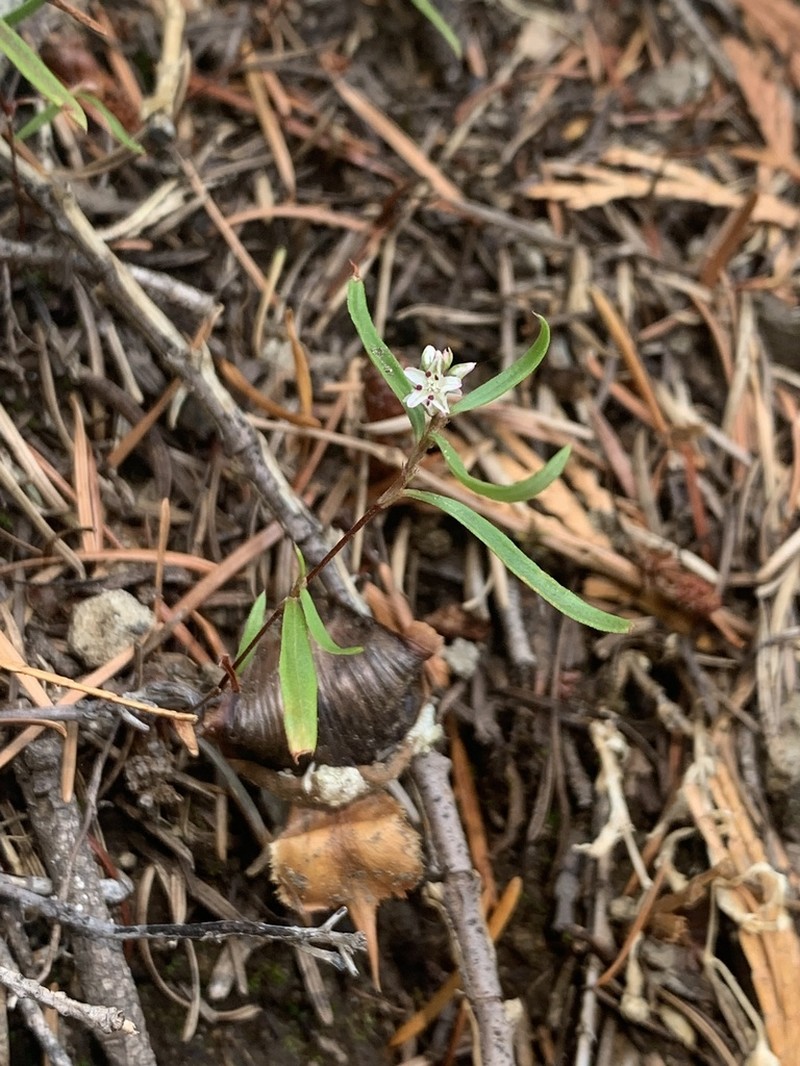 Polygonum spergulariiforme photo 7