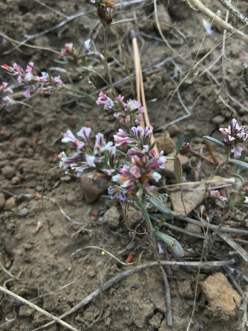Polygonum spergulariiforme photo 8