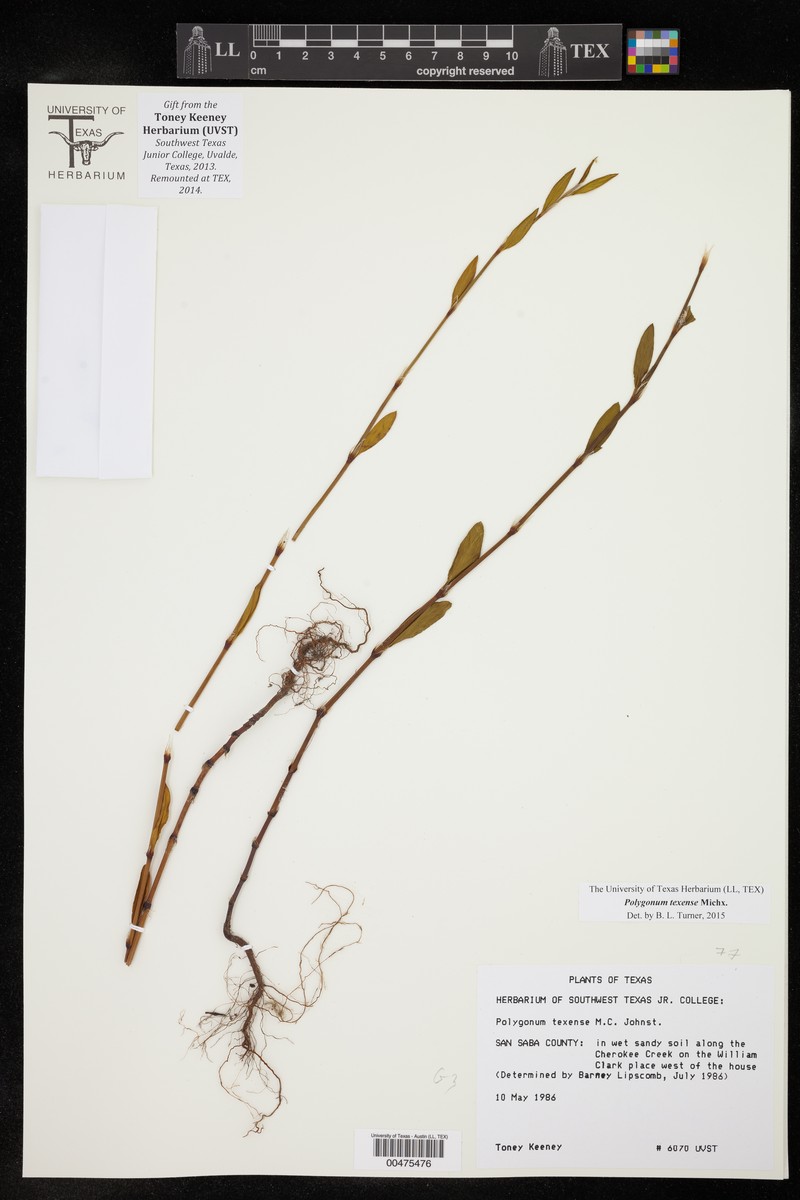 Striped Knotweed photo 3