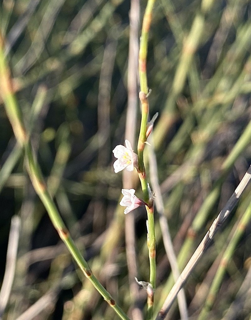 Polygonum tenorei