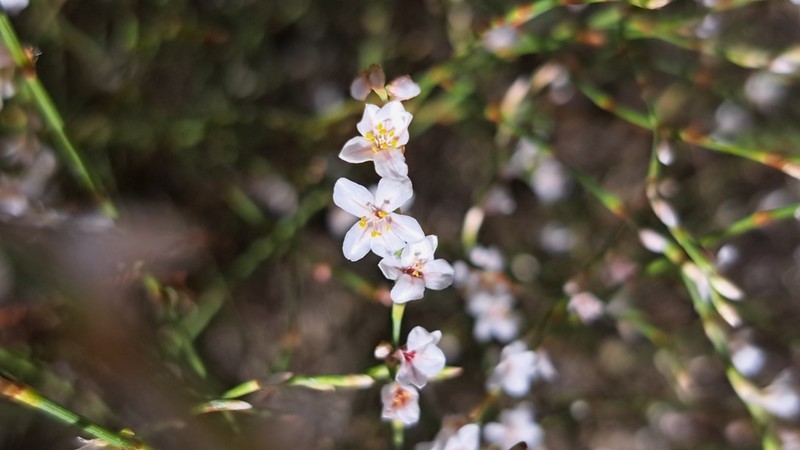 Polygonum tenorei photo 2