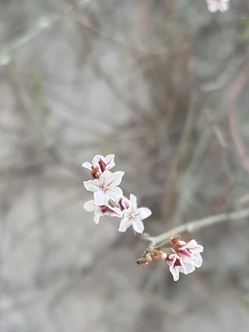 Polygonum tenorei photo 3