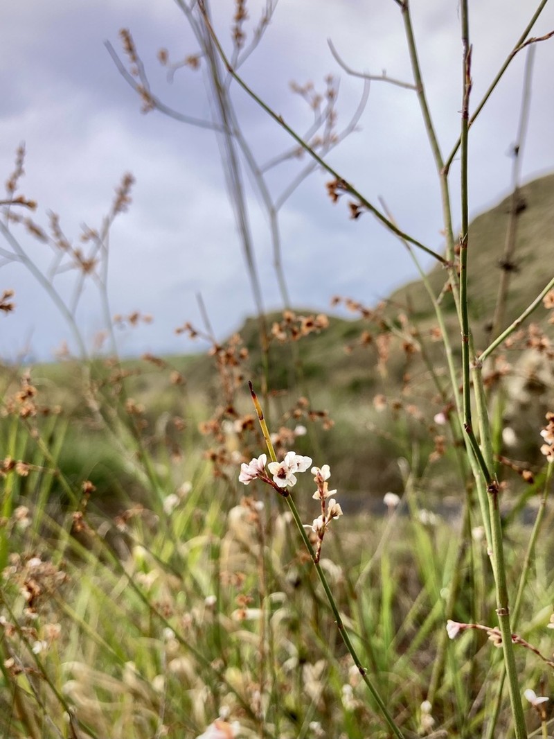 Polygonum tenorei photo 4