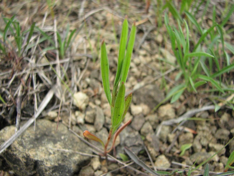 Pleatleaf Knotweed
