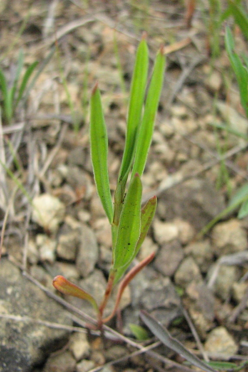 Pleatleaf Knotweed photo 3