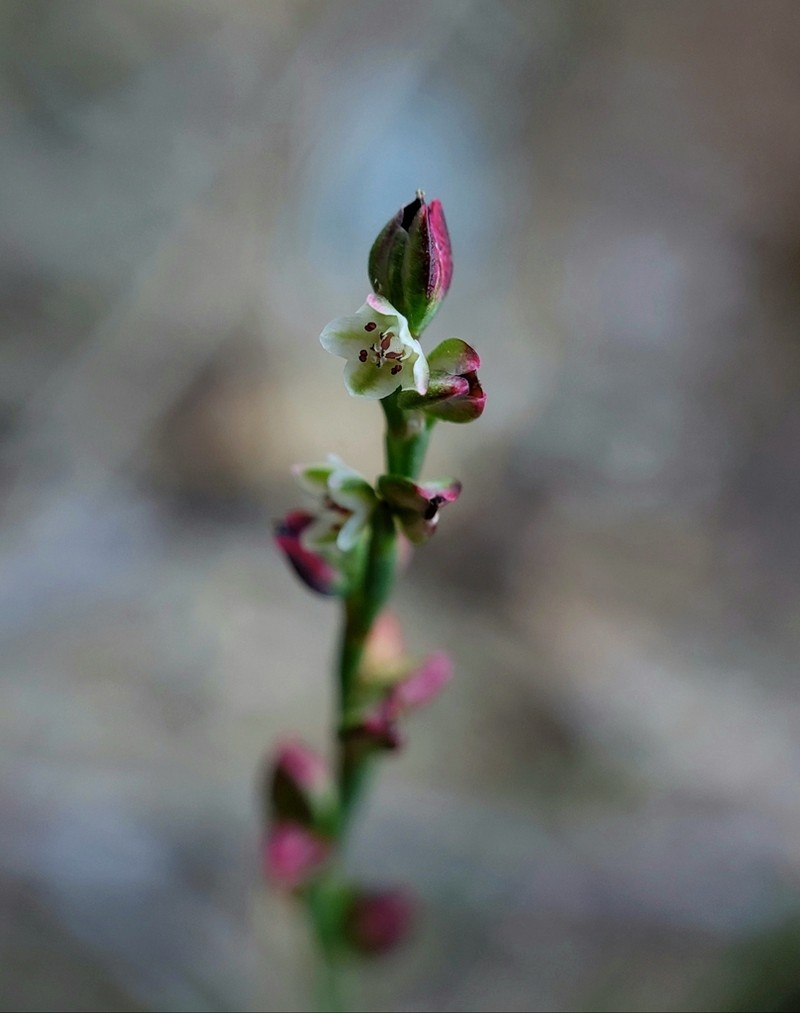 Pleatleaf Knotweed photo 4