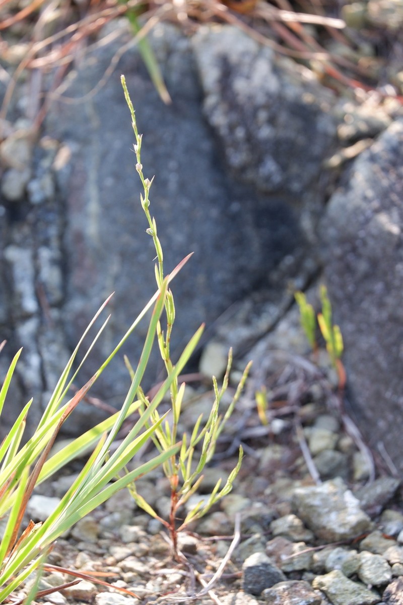 Pleatleaf Knotweed photo 7